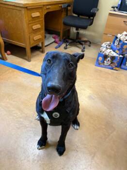Marty -  Bull Terrier and Black Labrador Retriever Dog for Adoption in Thayne, Wyoming - Marty | PetCurious