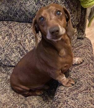 Dachshund Dogs Available for Adoption - Billy | PetCurious