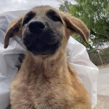 Anatolian Shepherd and Mixed Breed Dogs Available for Adoption in Morton Grove, Illinois - Blaze | PetCurious