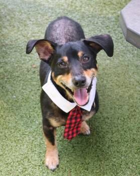 Meyer -  Mixed Breed Dog for Adoption in Athens, Georgia - Meyer | PetCurious