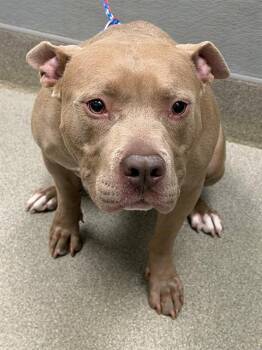 BO -  Pit Bull Terrier Dog for Adoption in Las Vegas, Nevada - BO | PetCurious
