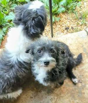 Wirehaired Dachshund Dogs Available for Adoption in Hopkinton, Massachusetts - Dash | PetCurious