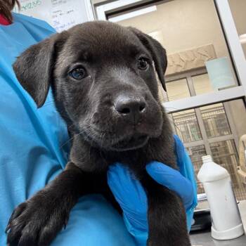Black Mouth Cur Dogs Available for Adoption in Birmingham, Alabama - Gary Cooper | PetCurious