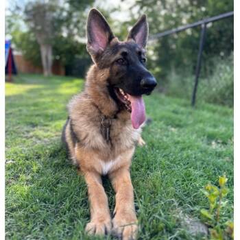 Rescue German Shepherd Dog Dogs for Adoption in Sonora, California - Stark | PetCurious