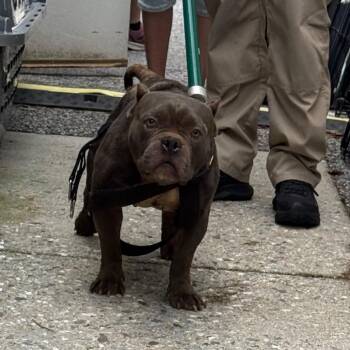 YORK-Stray-16362 -  Mixed Breed and Pit Bull Terrier Dog for Adoption in York, Pennsylvania - YORK-Stray-16362 | PetCurious