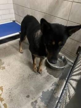 German Shepherd Dog Dogs Available for Adoption in Stockton, California - PICKLES | PetCurious