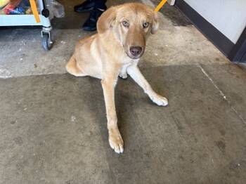 Rescue German Shepherd Dog and Golden Retriever Dogs for Adoption in Ontario, California - MABLE | PetCurious