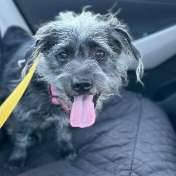 Mixed Breed and Terrier Dogs Available for Adoption - Anchovy | PetCurious