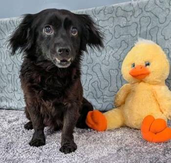 Chihuahua and Terrier Dogs Available for Adoption in Houston, Texas - Dang | PetCurious