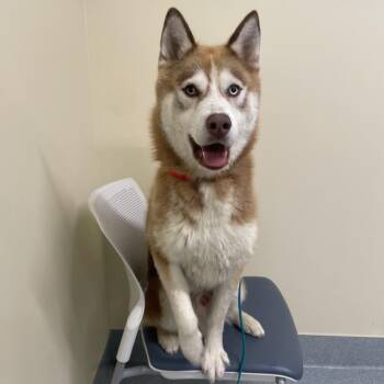 Red -  Husky Dog for Adoption in Briarcliff Manor, New York - Red | PetCurious