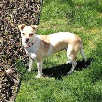 Terrier and Mixed Breed Dogs Available for Adoption - BRIOCHE | PetCurious