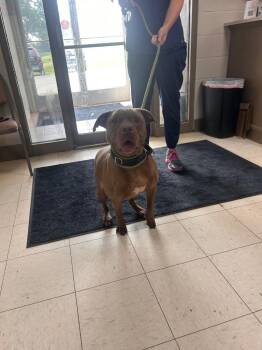 Brinxx -  Boxer and Pit Bull Terrier Dog for Adoption in New Cumberland, West Virginia - Brinxx | PetCurious