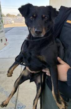 Patterdale Terrier Fell Terrier Dogs Available for Adoption - Frank -- URGENT! | PetCurious