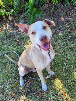 Mixed Breed Dogs Available for Adoption - Peabody | PetCurious