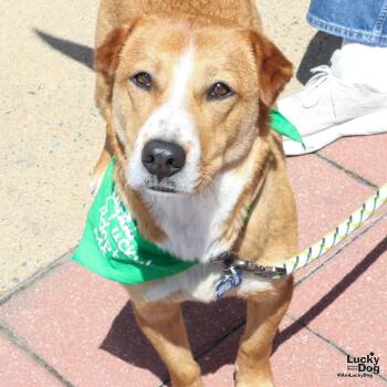 Australian Cattle Dog Blue Heeler and Retriever Dogs Available for Adoption in Washington, District Of Columbia - Rebecca | PetCurious