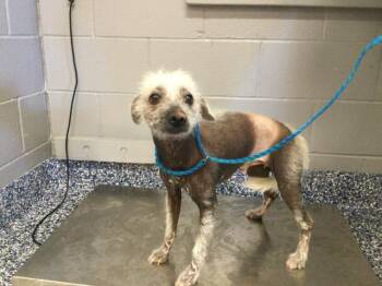 Chinese Crested Dog Dogs Available for Adoption in Thousand Palms, California - CASPER | PetCurious