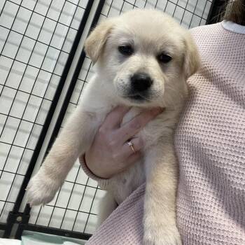 Golden Retriever Dogs Available for Adoption - Mike | PetCurious