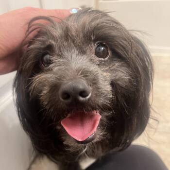 Neal -  Shih Tzu and Yorkshire Terrier Dog for Adoption in Rockville, Maryland - Neal | PetCurious