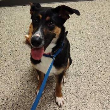 Delilah -  Shepherd and Mixed Breed Dog for Adoption in Cedar Rapids, Iowa - Delilah | PetCurious