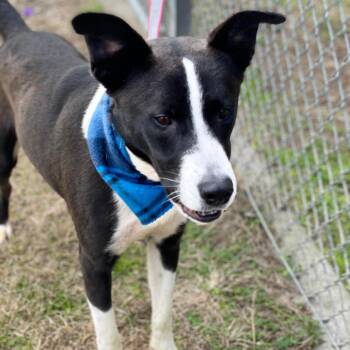 Rescue Australian Shepherd and Border Collie Dogs for Adoption in Austin, Texas - Hilo | PetCurious