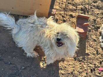 Maltese Dogs Available for Adoption in Grafton, Wisconsin - SPONSOR OR FOSTER ME - Birdie | PetCurious