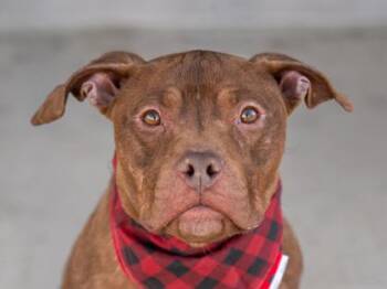 Mixed Breed Dogs Available for Adoption - Hotdog | PetCurious