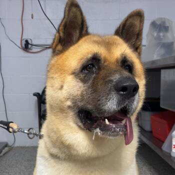 Panghu -  Akita and Mixed Breed Dog for Adoption in Hattiesburg, Mississippi - Panghu | PetCurious