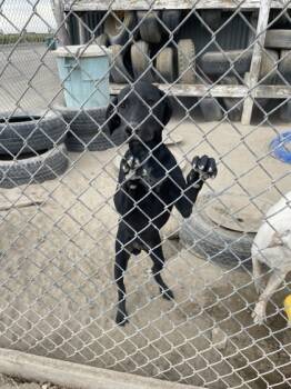 Rescue Labrador Retriever and Mixed Breed Dogs for Adoption in Fresno, California - Garth | PetCurious