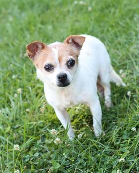 Rescue Chihuahua Dogs for Adoption in Lancaster, Ohio - Sharon & Ozzy (*BONDED PAIR*) | PetCurious