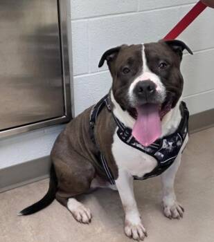CAIRO -  Pit Bull Terrier Dog for Adoption in Derwood, Maryland - CAIRO | PetCurious