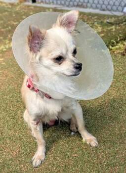 Gizmo -  Chihuahua Dog for Adoption in Dayton, Minnesota - Gizmo | PetCurious