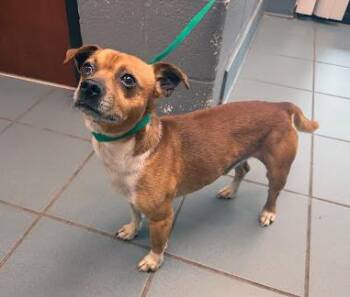 Mixed Breed Dogs Available for Adoption in Nashville, Tennessee - Shrimp | PetCurious
