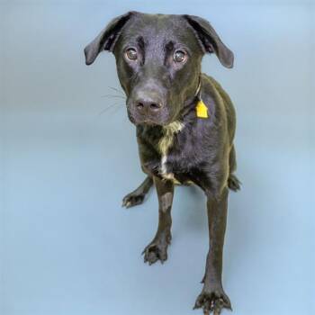 WIMPY -  Labrador Retriever and Mixed Breed Dog for Adoption in St. Louis, Missouri - WIMPY | PetCurious