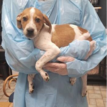 Benny -  Cattle Dog Dog for Adoption in Hollister, Missouri - Benny | PetCurious