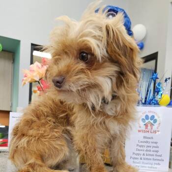 Shih Tzu Dogs Available for Adoption in Marshall, Texas - Birdie | PetCurious