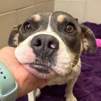 Mixed Breed Dogs Available for Adoption in Chattanooga, Tennessee - Remedy | PetCurious