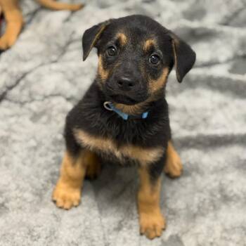 Azure -  Mixed Breed Dog for Adoption in Greenville, South Carolina - Azure | PetCurious