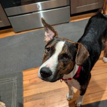 Riley -  Mixed Breed Dog for Adoption in Danville, Vermont - Riley | PetCurious