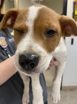 Marble -  Pit Bull Terrier Dog for Adoption in Vancouver, Washington - Marble | PetCurious