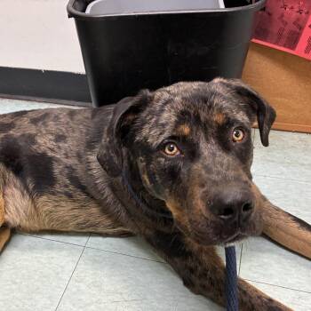 Mr Leonard -  Mixed Breed Dog for Adoption in Philadelphia, Pennsylvania - Mr Leonard | PetCurious
