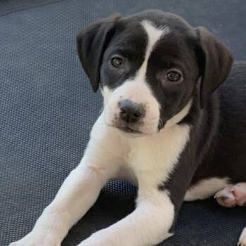 Cleo -  Mixed Breed Dog Available for Adoption in Franklin, North Carolina - Cleo | PetCurious