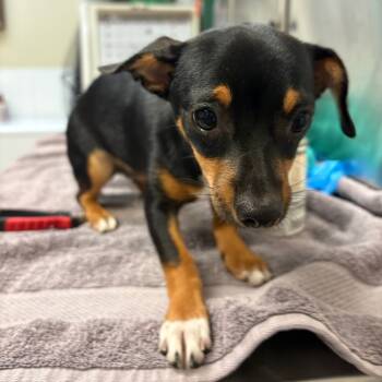 Rescue Chihuahua Dogs for Adoption in Fulton, Texas - Huckleberry | PetCurious