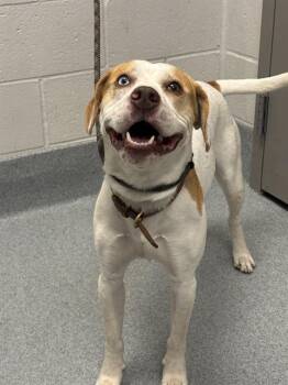 POLO -  Labrador Retriever and Catahoula Leopard Dog Dog for Adoption in Indianapolis, Indiana - POLO | PetCurious
