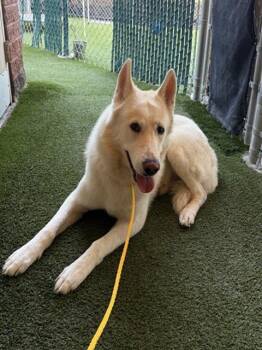 A882985 -  Siberian Husky Dog for Adoption in Camarillo, California - A882985 | PetCurious