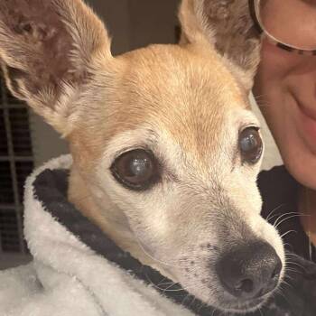 Rescue Chihuahua Dogs for Adoption in Tampa, Florida - Bambi Lee | PetCurious