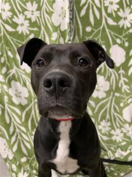 RAINY -  Pit Bull Terrier and Labrador Retriever Dog for Adoption in Fairbanks, Alaska - RAINY | PetCurious