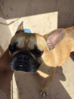 Cassandra Nova -  French Bulldog and Mixed Breed Dog for Adoption in Honolulu, Hawaii - Cassandra Nova | PetCurious