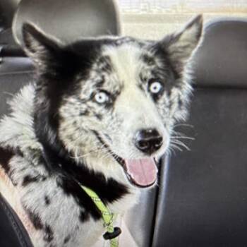 Koda -  Australian Shepherd and Mixed Breed Dog for Adoption in Tacoma, Washington - Koda | PetCurious