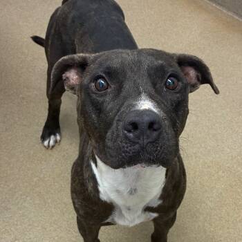 Rescue Terrier and Mixed Breed Dogs for Adoption in Corpus Christi, Texas - Neon | PetCurious