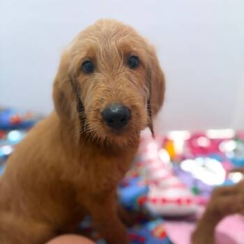 Drake fka Butters -  Golden Retriever Dog for Adoption in Enterprise, Alabama - Drake Fka Butters | PetCurious